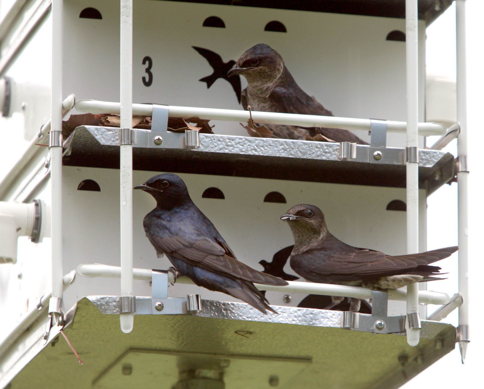 Purple martin banding